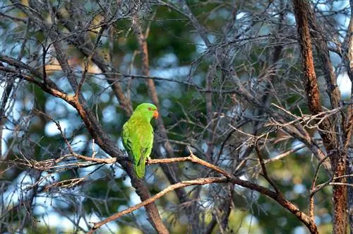Особенности - Эклектус попугай