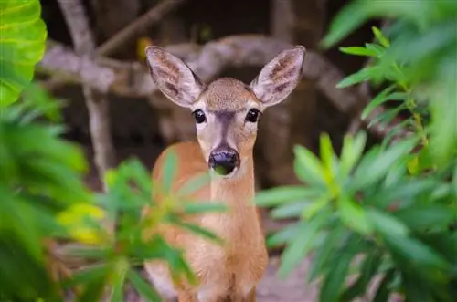 Особенности - Florida Key Deer