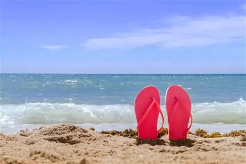 радужные шлепанцы