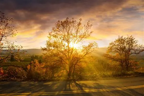 Солнечные лучи сквозь деревья в осенний день на вечернем закате в реке Худ ИЛИ