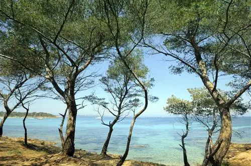 Скалистый берег острова Поркероль и голубая вода Средиземного моря на Французской Ривьере Скалистый берег острова Поркероль и голубая вода Средиземного моря на Французской Ривьере
