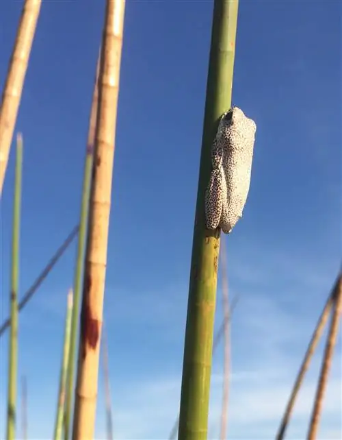 Крошечная белая лягушка, не более 2 см, цепляется за вертикальный тростник в дельте Окаванго. Его белое тело выделяется на фоне зеленого тростника и яркого африканского неба.