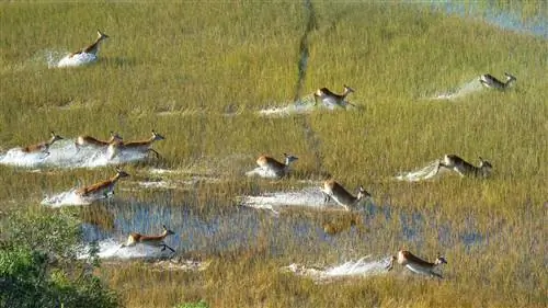 Стадо красной антилопы лихве бежит по затопленным лугам дельты.