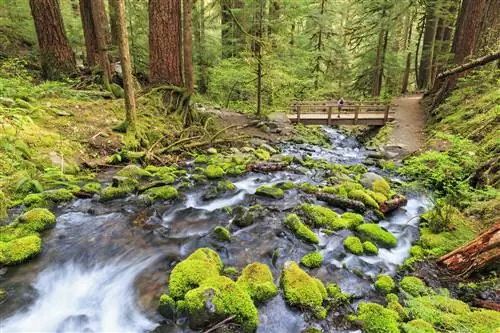 Река Sol Duc и деревянный мост в олимпийском национальном парке