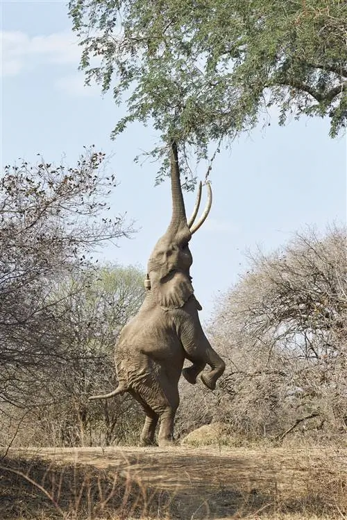 Слон стоит на задних лапах, вытянув хобот, чтобы стащить ветку дерева за едой.