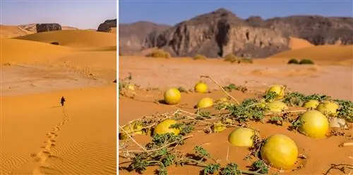 СЛЕВА: гид идет по песчаным дюнам; СПРАВА: колоцинт, растущий в национальном парке Тассили.
