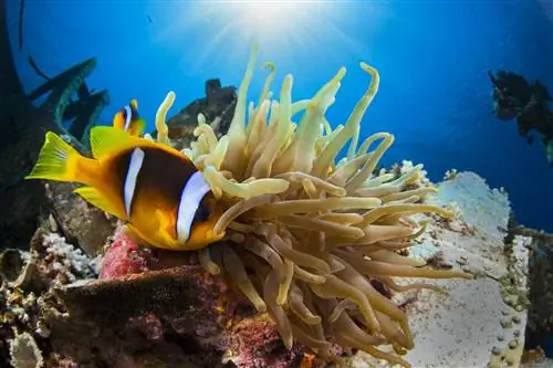 Anemone и Anemonefish на затонувшем корабле Cedar Pride в Акабе, Иордания.