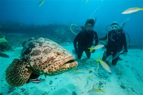 Дайверы с морским окунем во Флориде