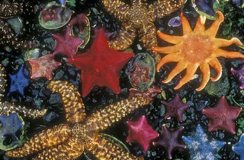 Несколько видов морских звезд в мелком канале между двумя островами в национальном парке Гвайи-Хаанас, Канада.