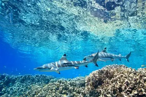 Две чернопёрые рифовые акулы, Carcharhinus melantopterus, плавают над мелкими кораллами на краю рифа поверхностью вверх.