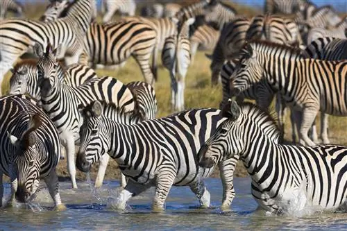 Зебры на миграции в национальном парке Makgadikgadi Pans в Ботсване