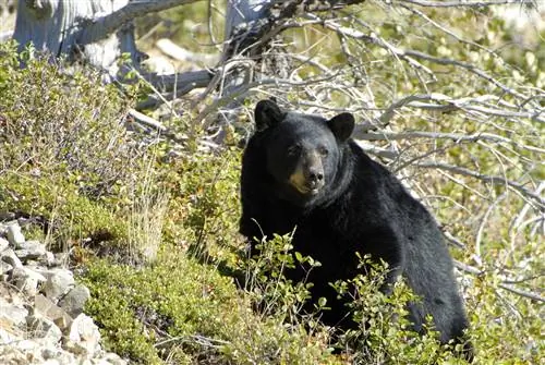 Черный медведь на склоне холма в Национальном парке Глейшер, Монтана.