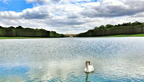 Белый заплыв плывет в одиночестве по пруду перед Версалем