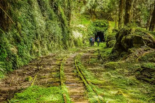 Путешественники через заросший лес к заброшенному туннелю на тропе линии Мяньюэ на лесной железной дороге Алишань, национальный живописный район Алишань.