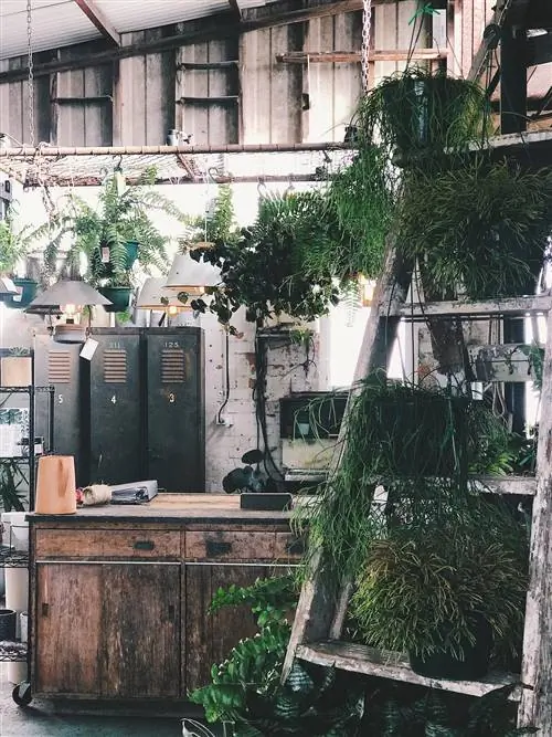 The Borrowed Nursery, Голд-Кост, Австралия, папоротники, зелень, растения, Обработано VSCO с пресетом f1