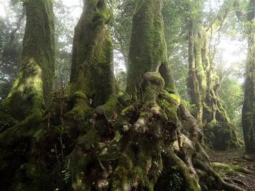Антарктический бук, Nothofagus moorei, связь с древними лесами Гондваны. Национальный парк Спрингбрук, Квинсленд, Австралия.