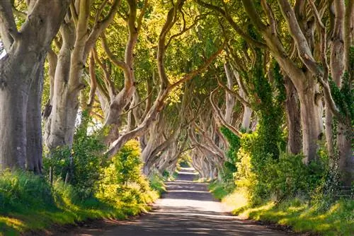 Dark Hedges - это стоянка из 300-летних буковых деревьев на уникальном участке Брега-роуд недалеко от Армоя, Северная Ирландия.