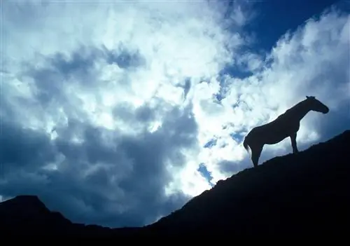 Дикая лошадь в национальном парке Халеакала на Мауи, Гавайи.