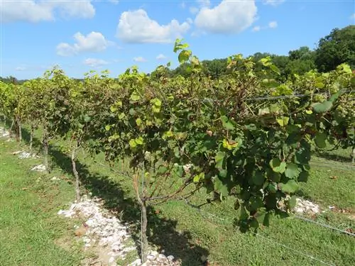 виноградник вирджинии