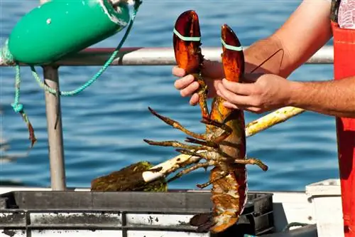 Крупный план красного омара, которого держит рыбак у моря