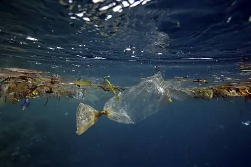 Пластиковый пакет в море