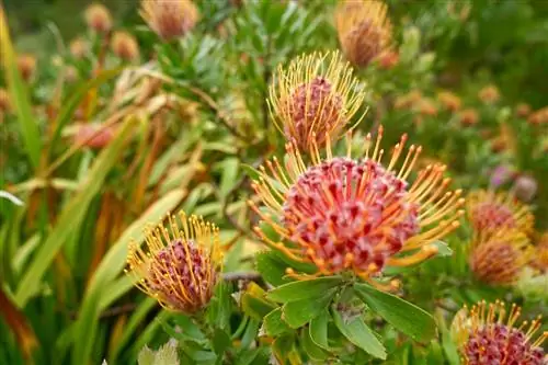 Крупный план растения в саду аббатства Треско, острова Силли, Англия, Великобритания.