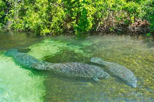 Пара ламантинов плавает в чистой воде