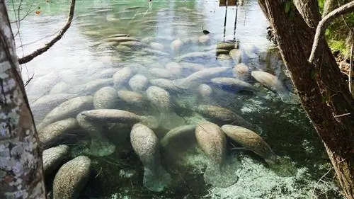Скопление ламантинов в чистых водах