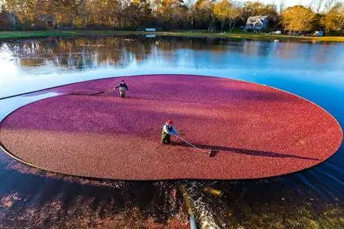 Лучшее время для посещения Кейп-Код, чтобы понаблюдать за китами, Мартас-Винъярд и пустынные пляжи