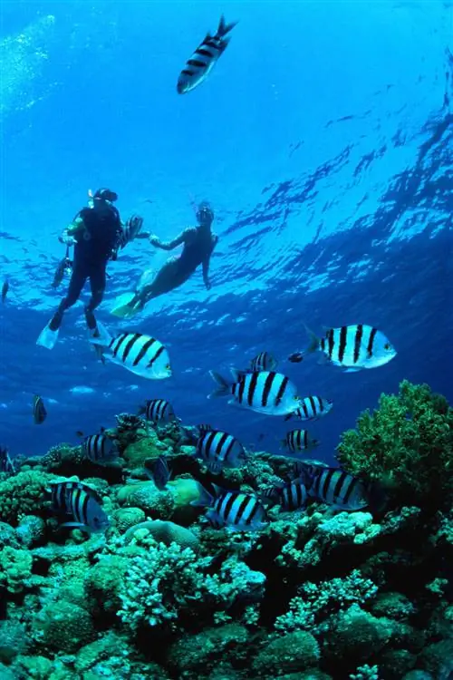 Пара ныряет в Красном море недалеко от Эйлата.