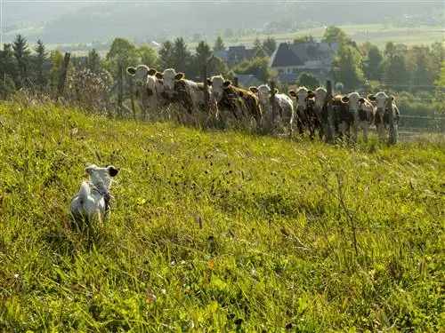 Маленькая собака смотрит на коров за забором