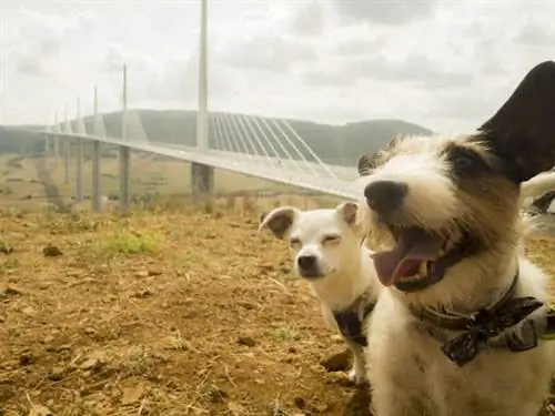 Как путешествия с собаками по Европе помогли нам ценить жизнь