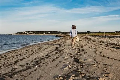 17 лучших занятий на Кейп-Код, от пляжей до китов и лачуг с морепродуктами