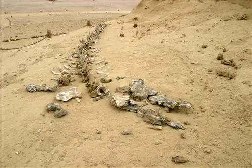 Ископаемые кости древнего морского животного в Вади Аль-Хитан