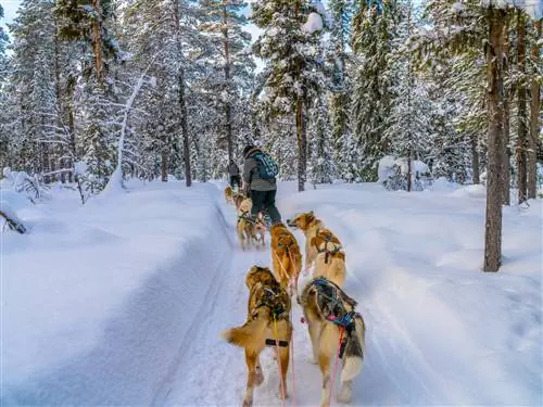 Стая собак везет упряжку по заснеженной сельской местности Швеции.