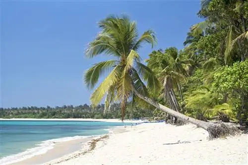 Вид на пляж Сауд с пальмами, склонившимися над белым песком. Голубая вода омывает берег.