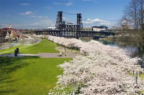 500px ID фотографии: 30967941 - Цветение вишни на набережной Портленда, штат Орегон, весной