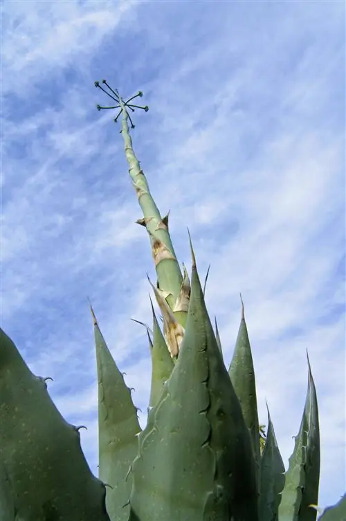 Вековое растение Парри / агава Парри / мескалевая агава (Agave parryi), произрастающая в Аризоне, Нью-Мексико и северной Мексике, с колючими листьями и стеблем. (Фото: Arterra/UIG через Getty Images)