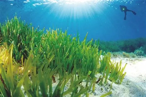 Posidonia oceanica (трава Нептуна) на Ибице