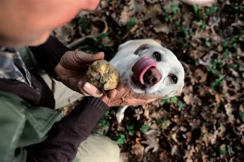 Характеристики - 04_Dutto_Cane-tartufo_1-a8be9227fa92