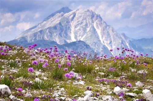 Особенности - Альпен-Граснелке (Armeria alpina)