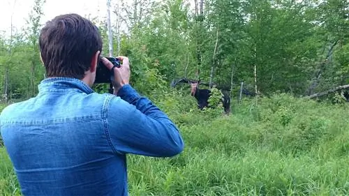 мужчина фотографирует лося в штате Мэн
