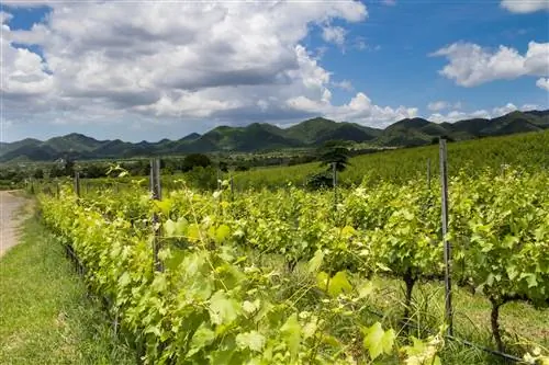 Особенности - Лозы, растущие на винограднике Hua Hin Hills, Хуа Хин, Таиланд