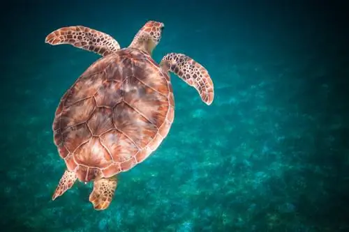Морская черепаха, снятая под водой, сверху, в водах Сент-Томаса, Виргинские острова США, Карибский бассейн, США.