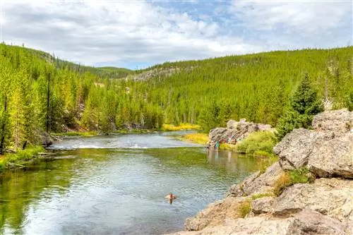 Одиночный пловец в реке Файрхол, окруженный густым лесом.
