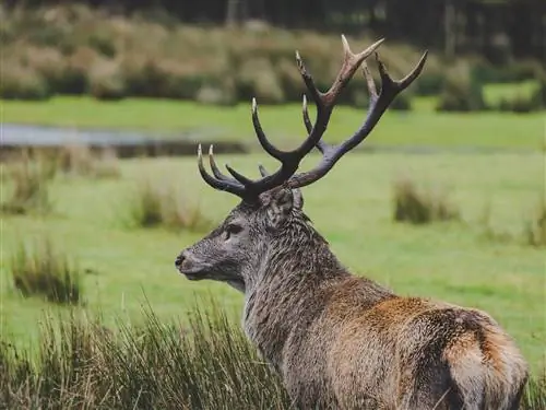 Обитатель оленьего парка Торридона.