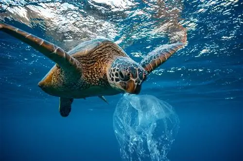 Черепаха ест пластик в море