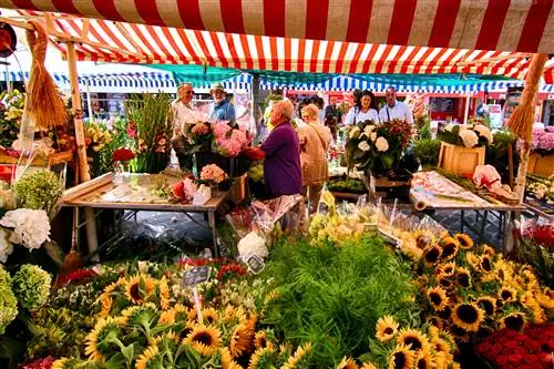 Цветы на выставке Marché aux Fleurs Cours Saleya, популярном рынке Старого города Ниццы, Лазурный Берег, Франция