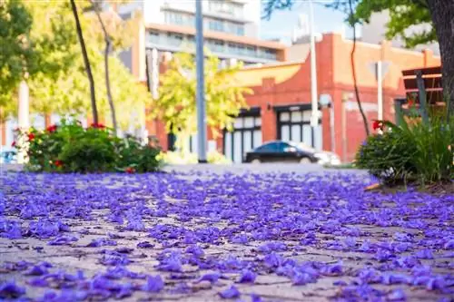 Лепестки дерева жакаранда