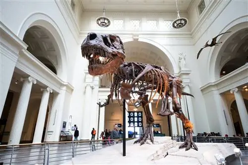 Выставка Tyrannosaurus Rex в Полевом музее естественной истории в Чикаго.